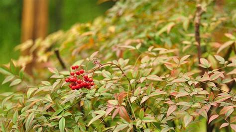 南天竹種植|南天竹如何種植和養護？